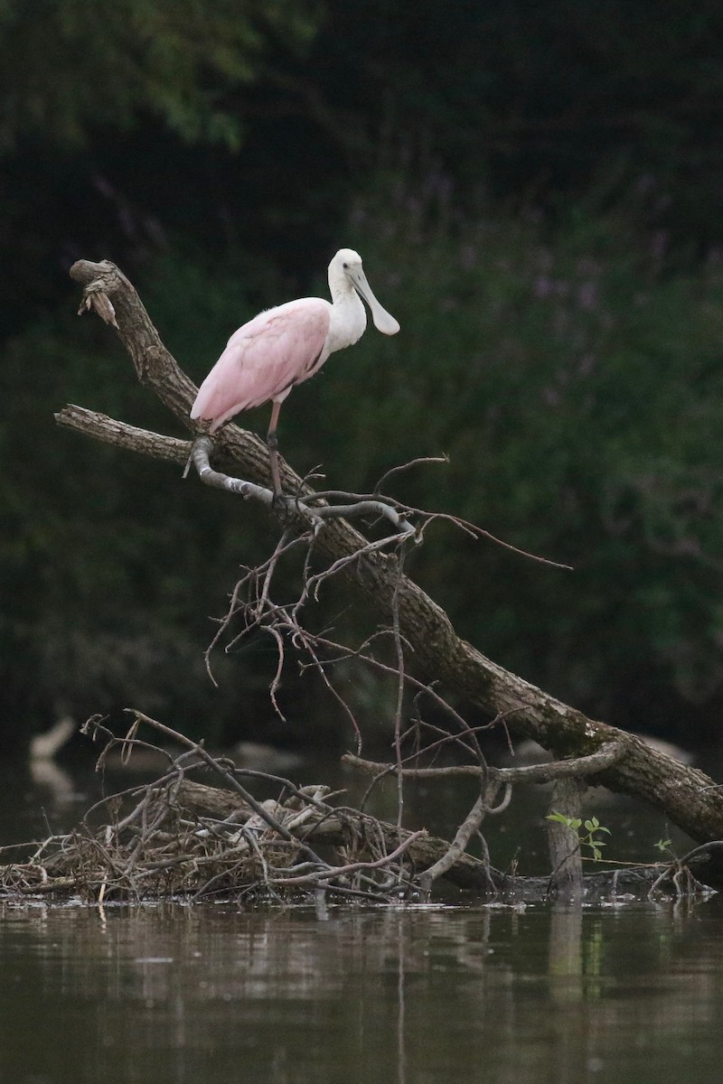 Roseate Spoonbill - Zach Millen