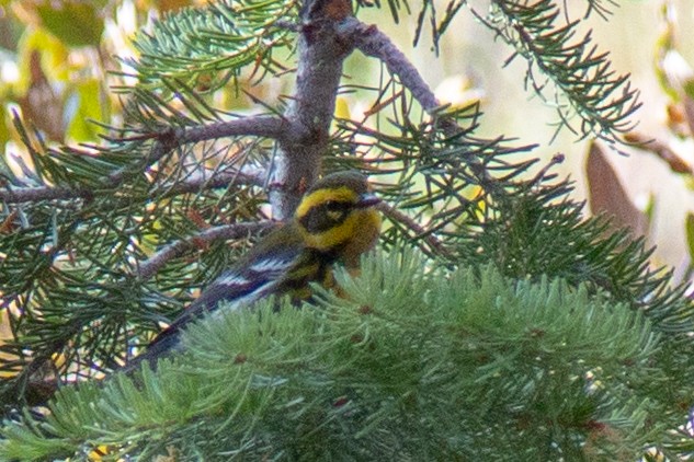 Townsend's Warbler - ML113333171