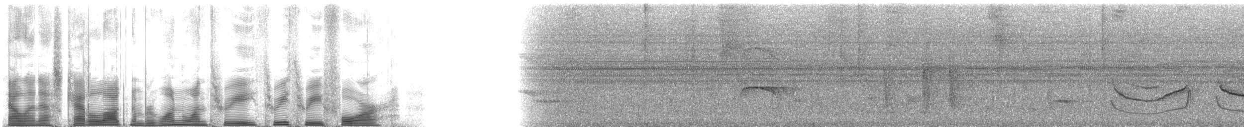 Band-tailed Antwren - ML113334