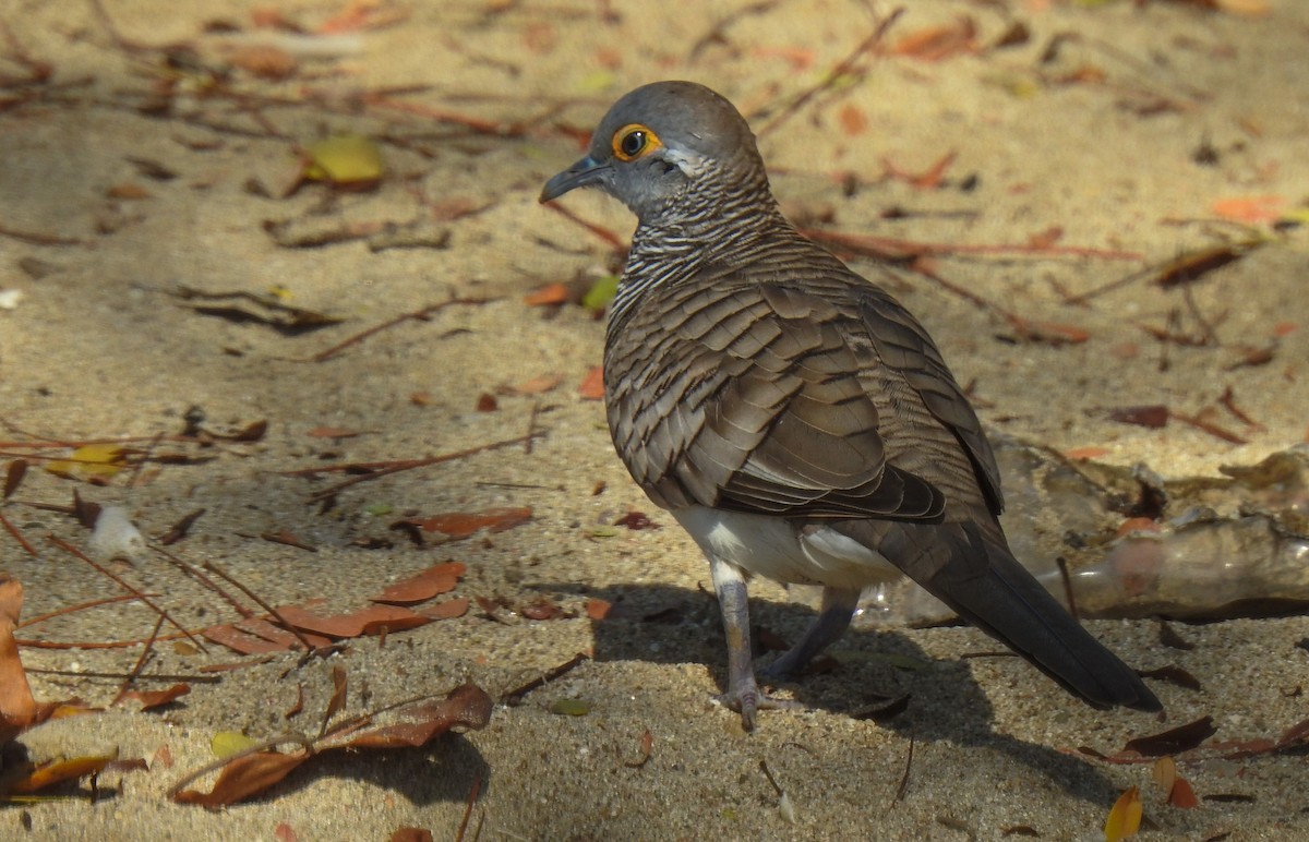 Barred Dove - Pam Rasmussen