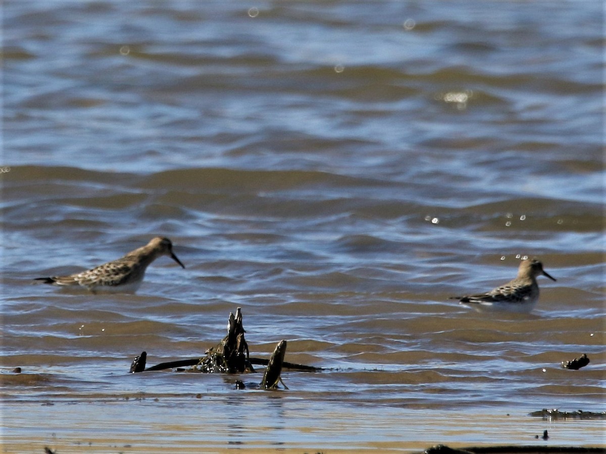 Baird's Sandpiper - ML113340481