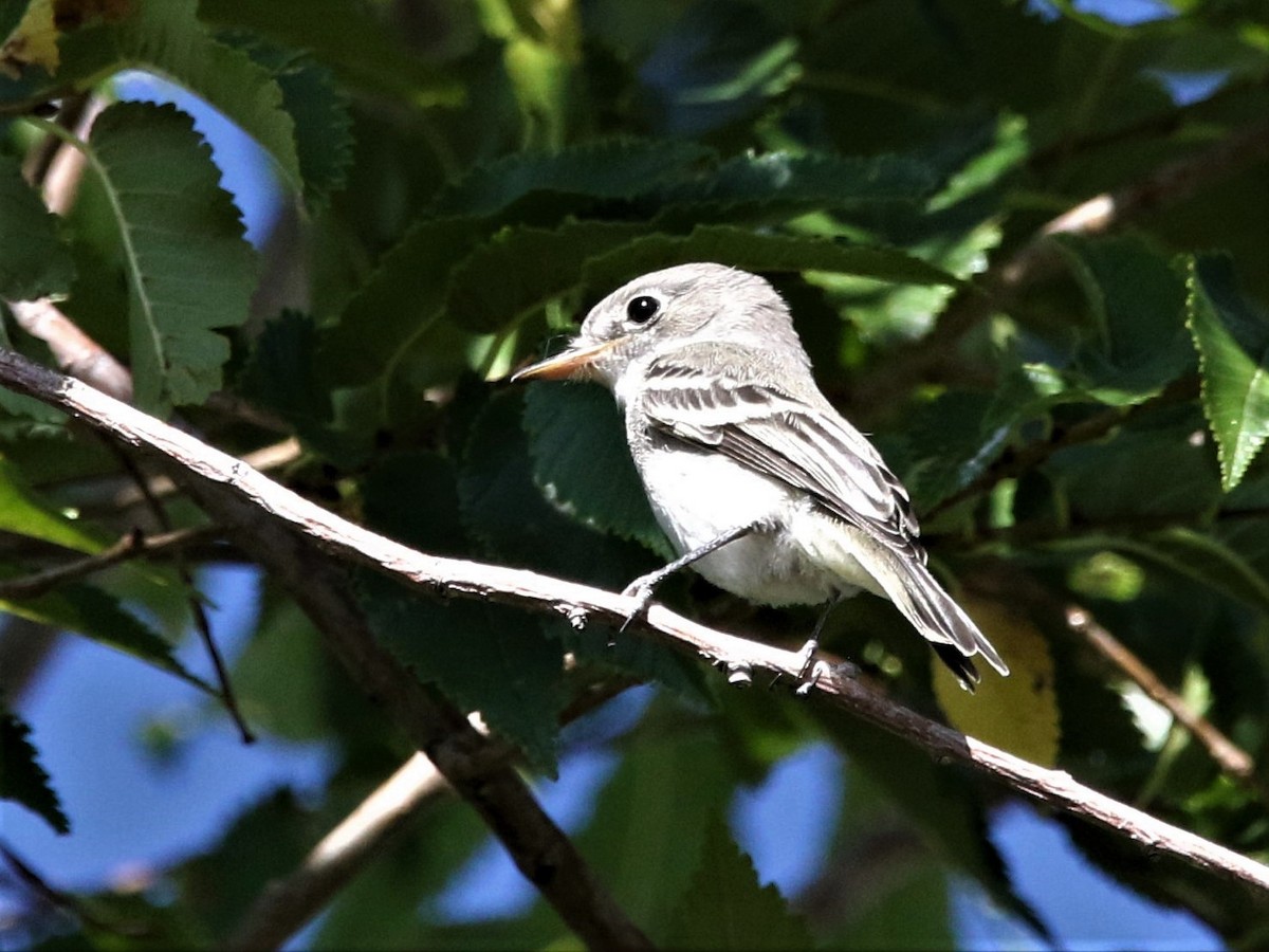 Willow Flycatcher - ML113341721