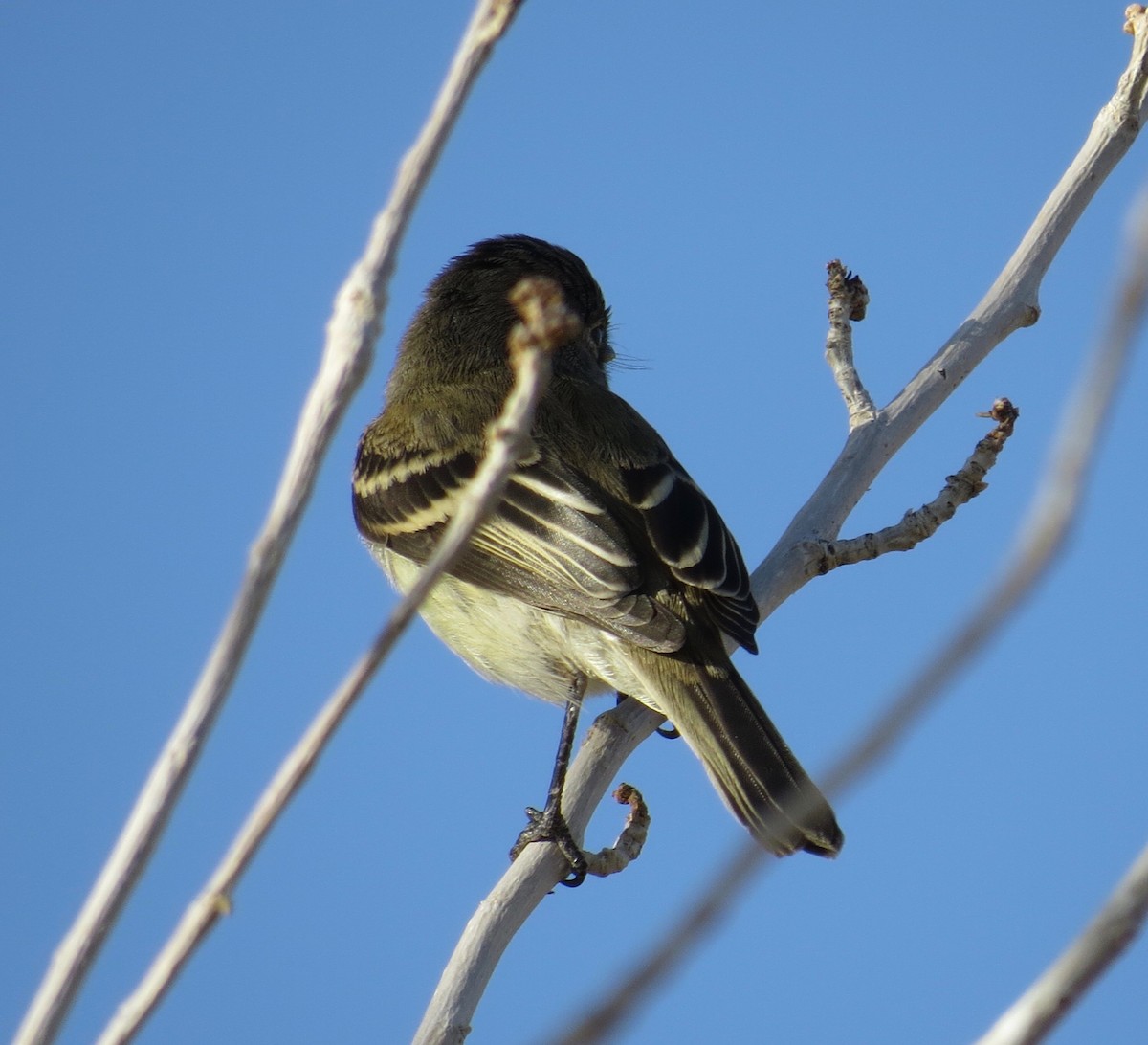 Least Flycatcher - ML113342421