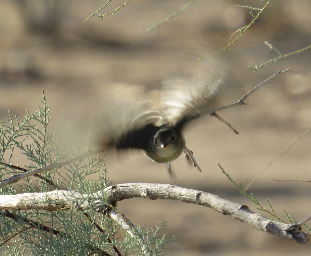 Least Flycatcher - Thomas Wurster