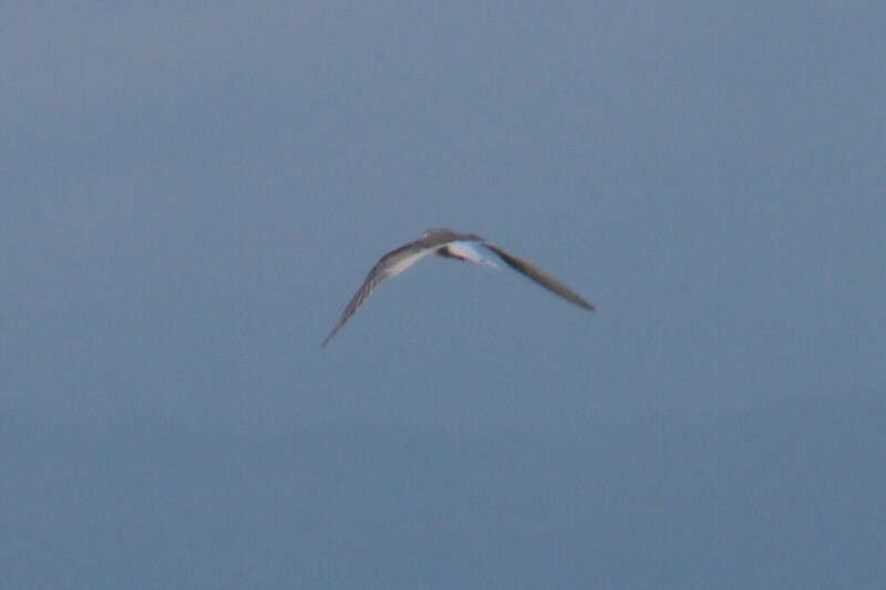 Arctic Tern - Steve Ansell