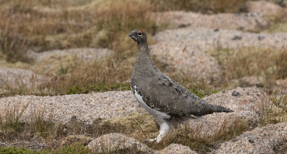 Rock Ptarmigan - Caleb Putnam