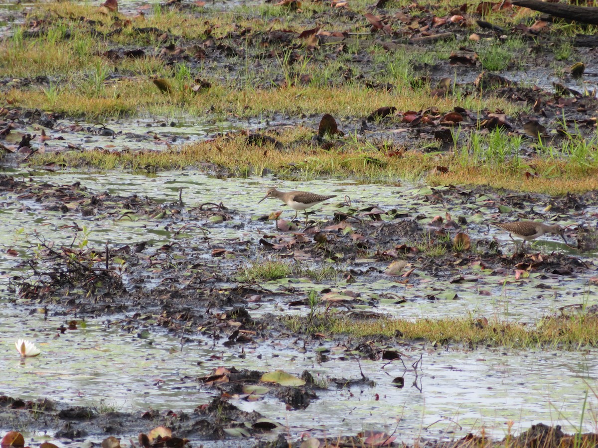 Solitary Sandpiper - ML113345821