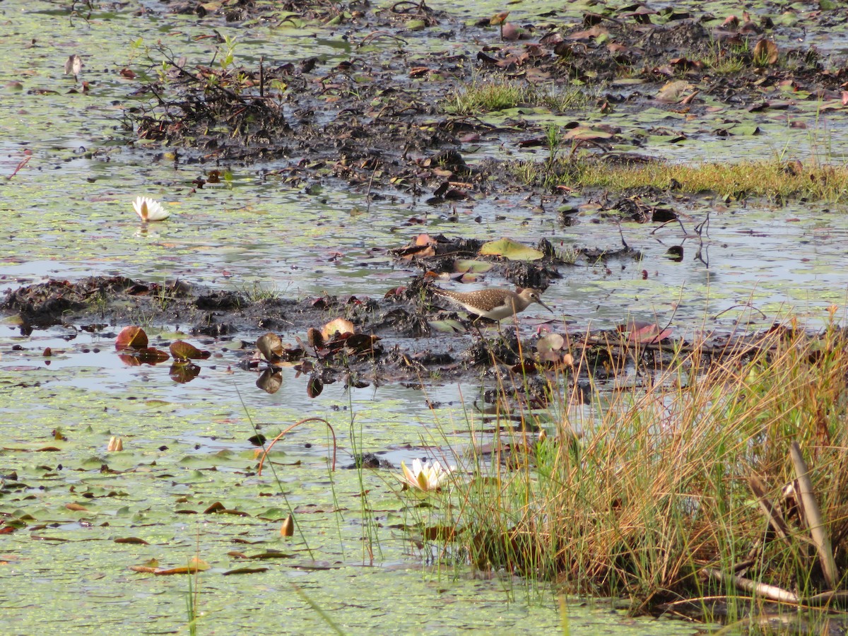 Solitary Sandpiper - ML113345841