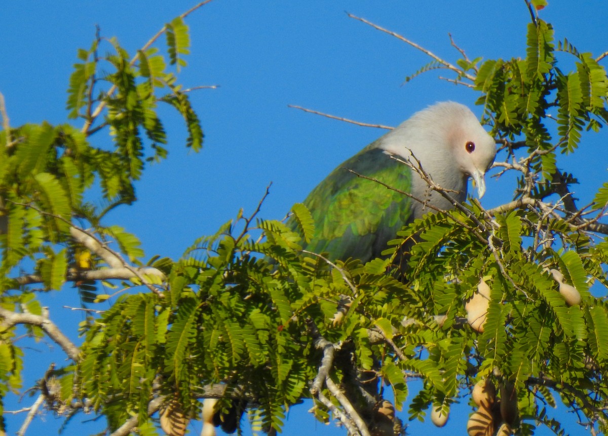 Green Imperial-Pigeon - Pam Rasmussen