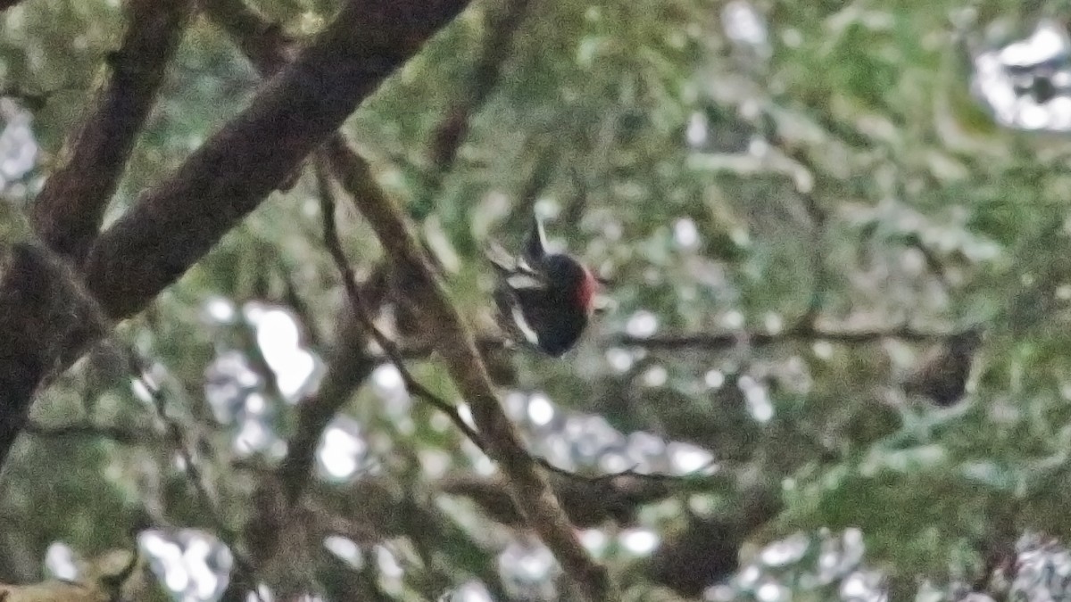 Painted Redstart - ML113346681