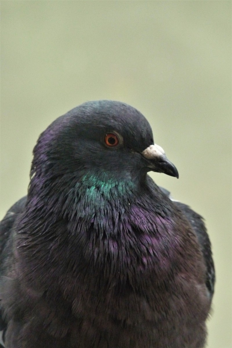 Rock Pigeon (Feral Pigeon) - Peter D