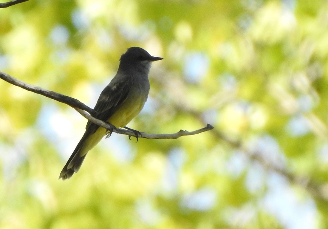 Cassin's Kingbird - Ad Konings