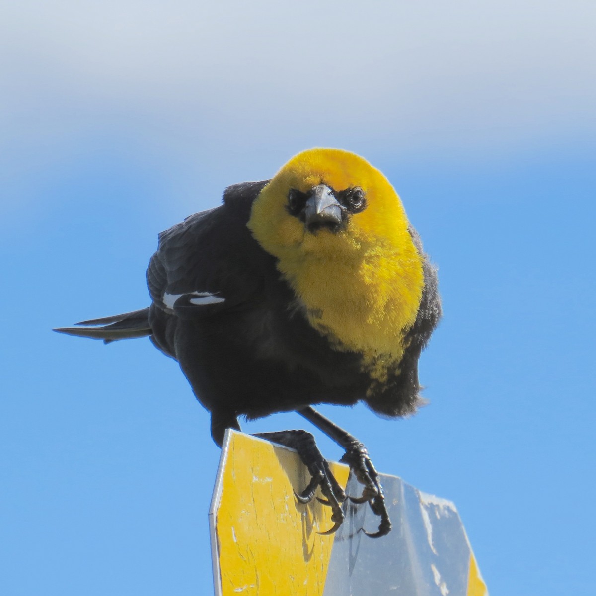 Yellow-headed Blackbird - ML113350351