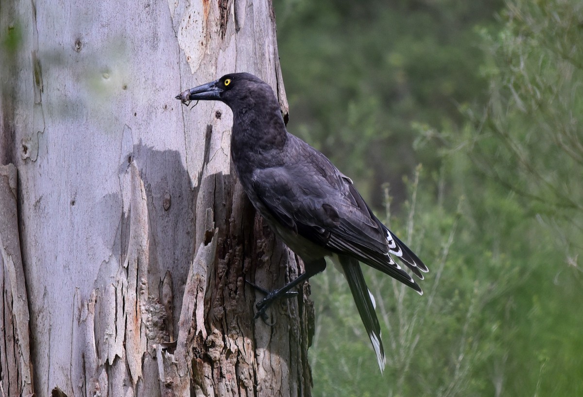 Gray Currawong - ML113351101