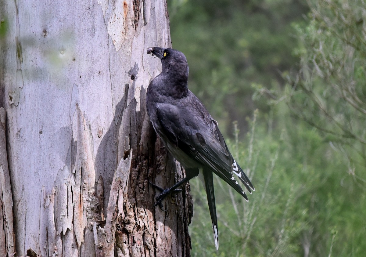 Gray Currawong - ML113351111