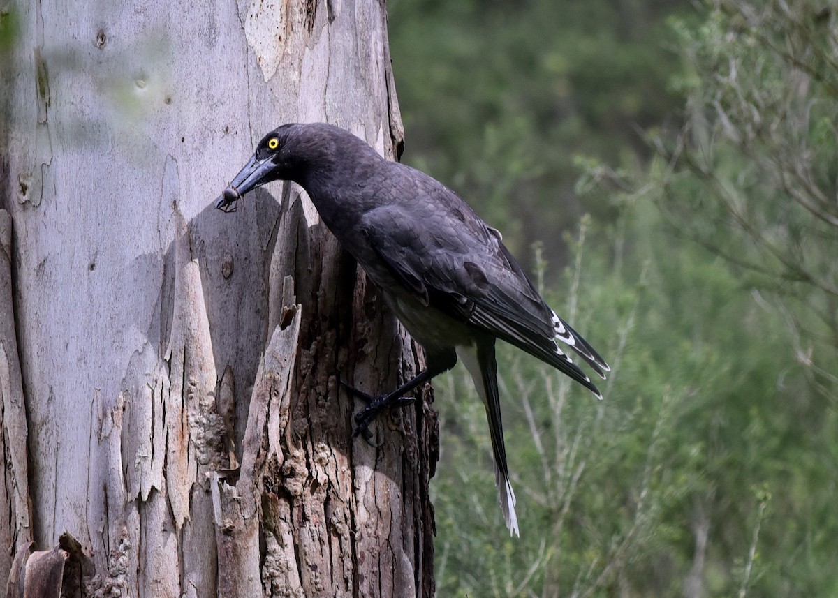 Gray Currawong - ML113351141