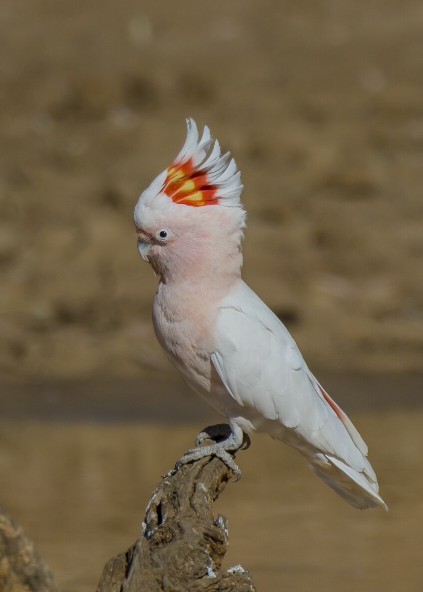 Pink Cockatoo - ML113351631