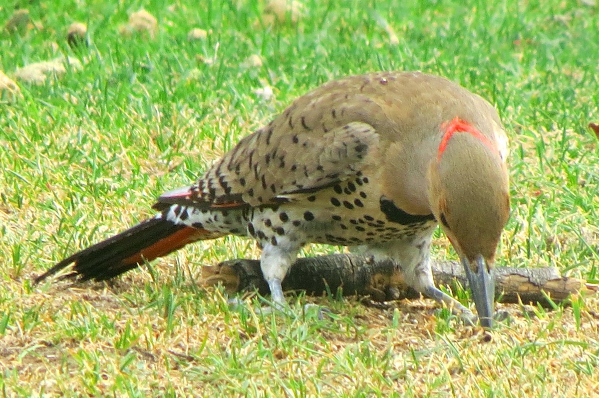 Northern Flicker (Yellow-shafted x Red-shafted) - Patrick O'Driscoll