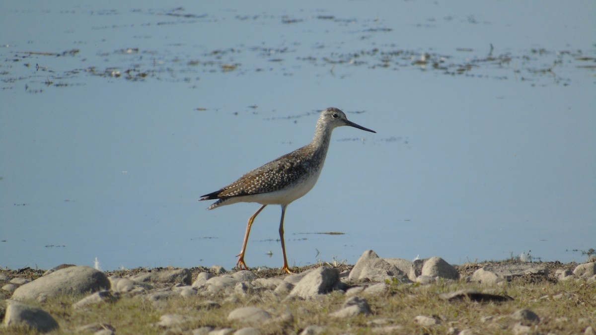 Greater Yellowlegs - ML113353591