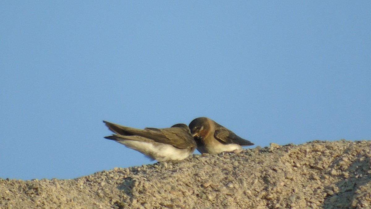Cliff Swallow - ML113353881