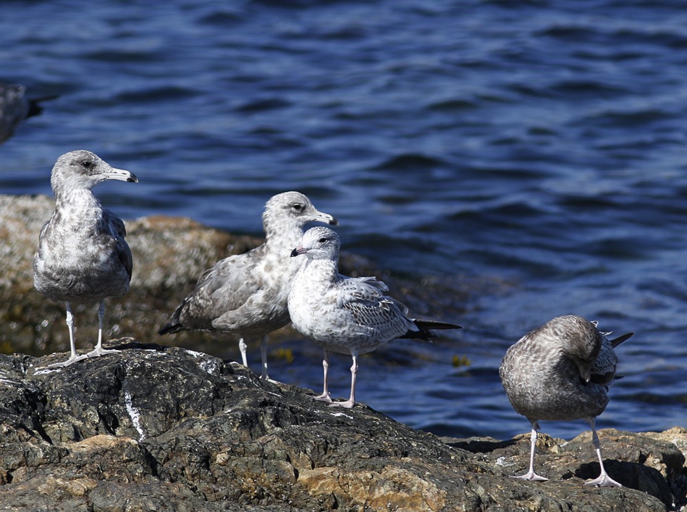 Ring-billed Gull - ML113356151