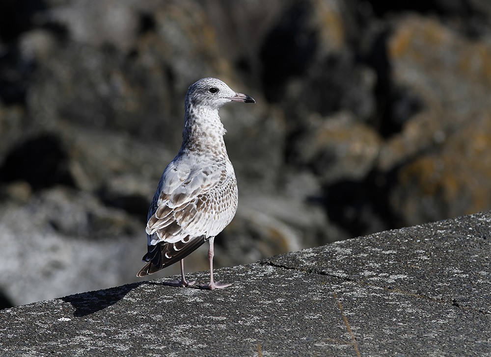 Ring-billed Gull - ML113356161