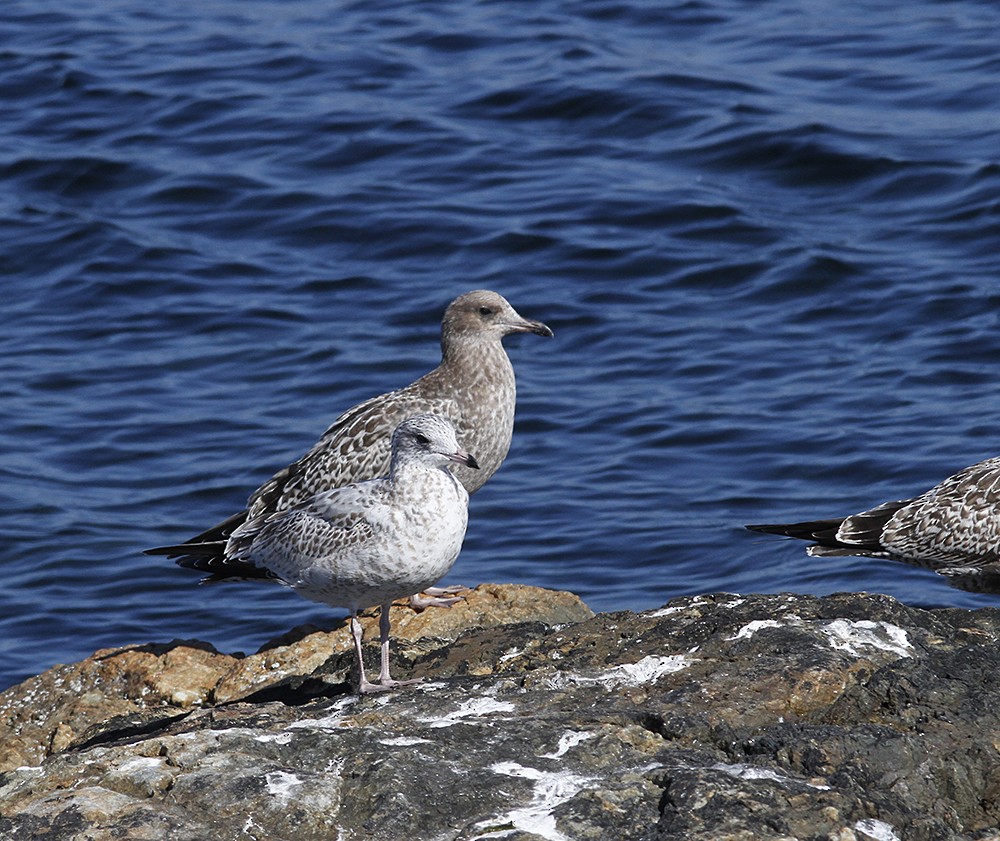 Ring-billed Gull - ML113356171