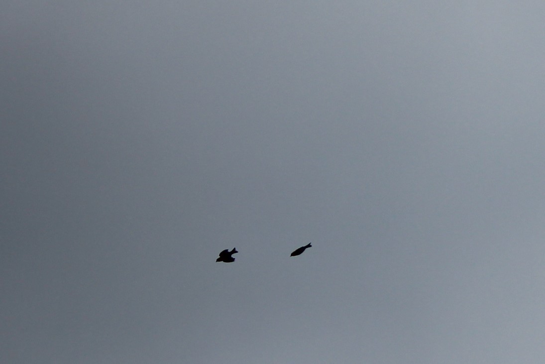 Brown-headed Cowbird - ML113356961