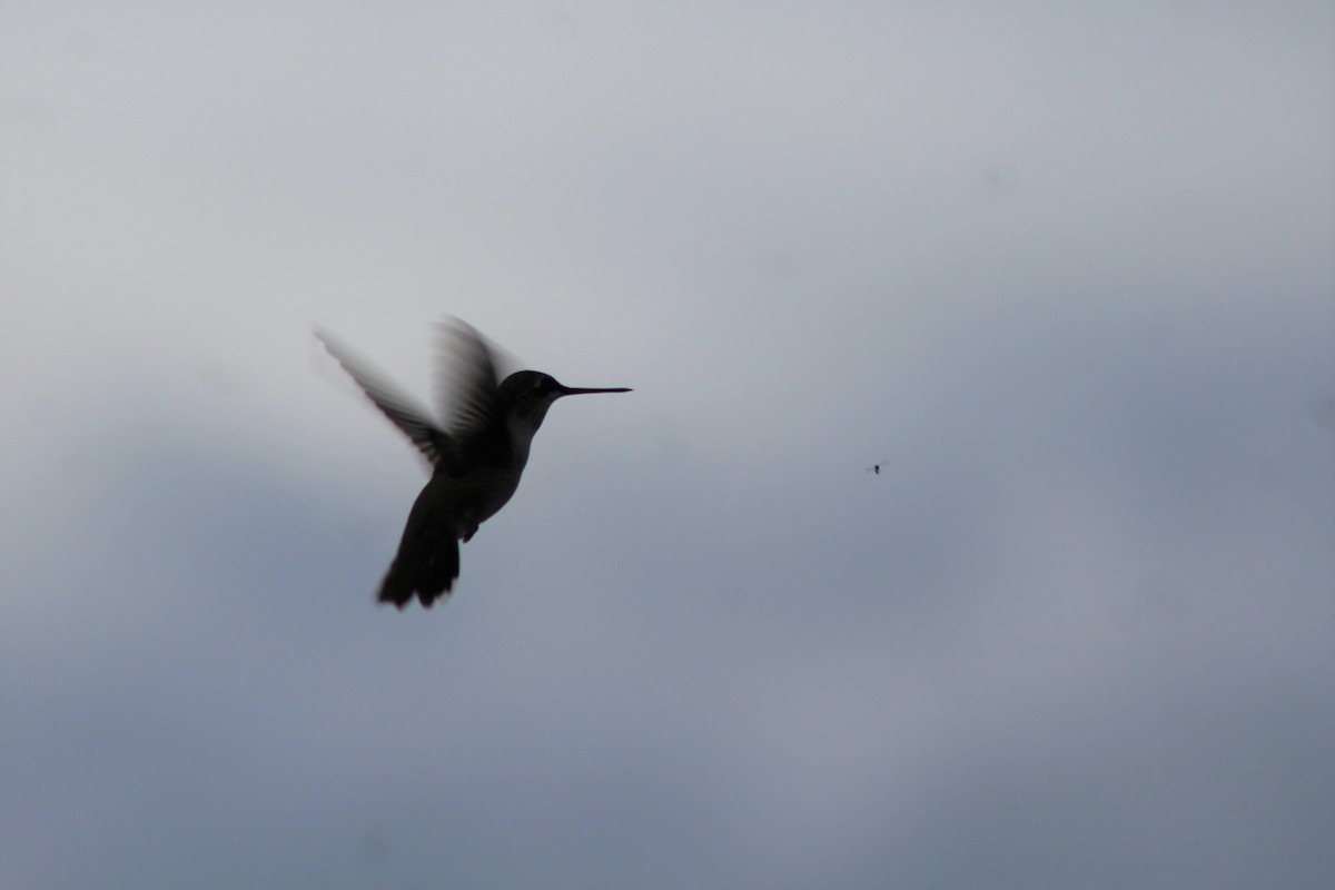 Black-chinned Hummingbird - ML113359681