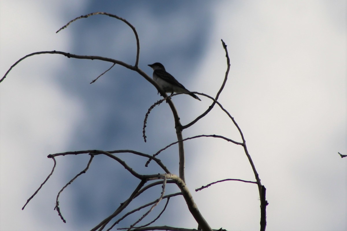 Eastern Kingbird - ML113359871