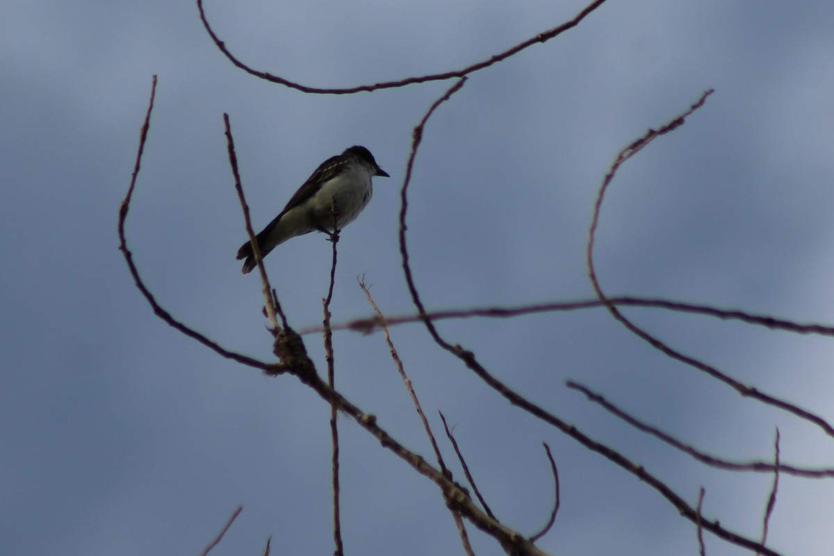 Eastern Kingbird - ML113359891