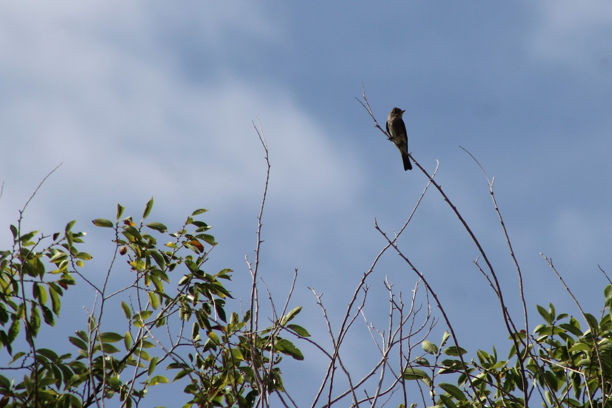 Western Wood-Pewee - David Lerwill