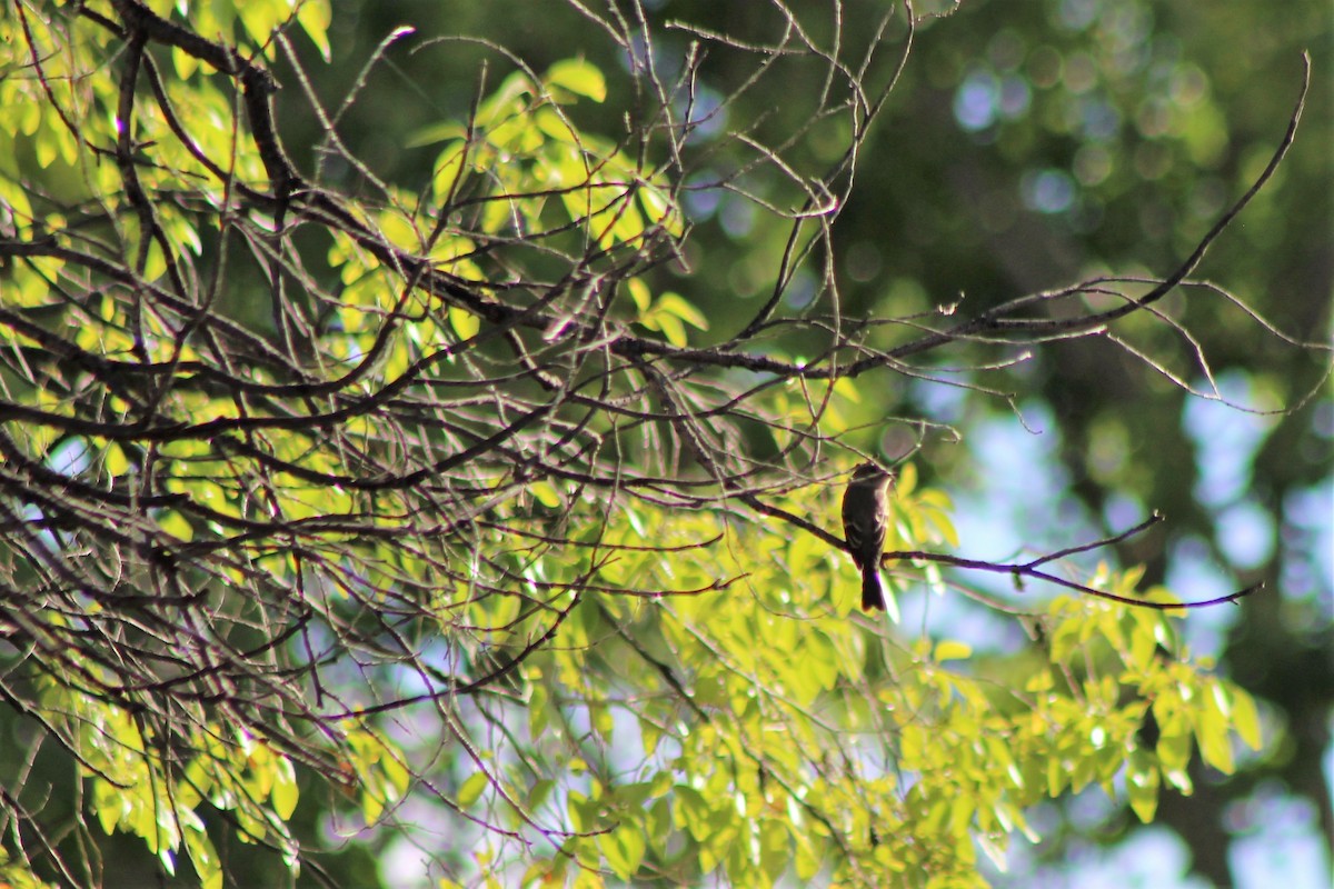 Western Wood-Pewee - David Lerwill