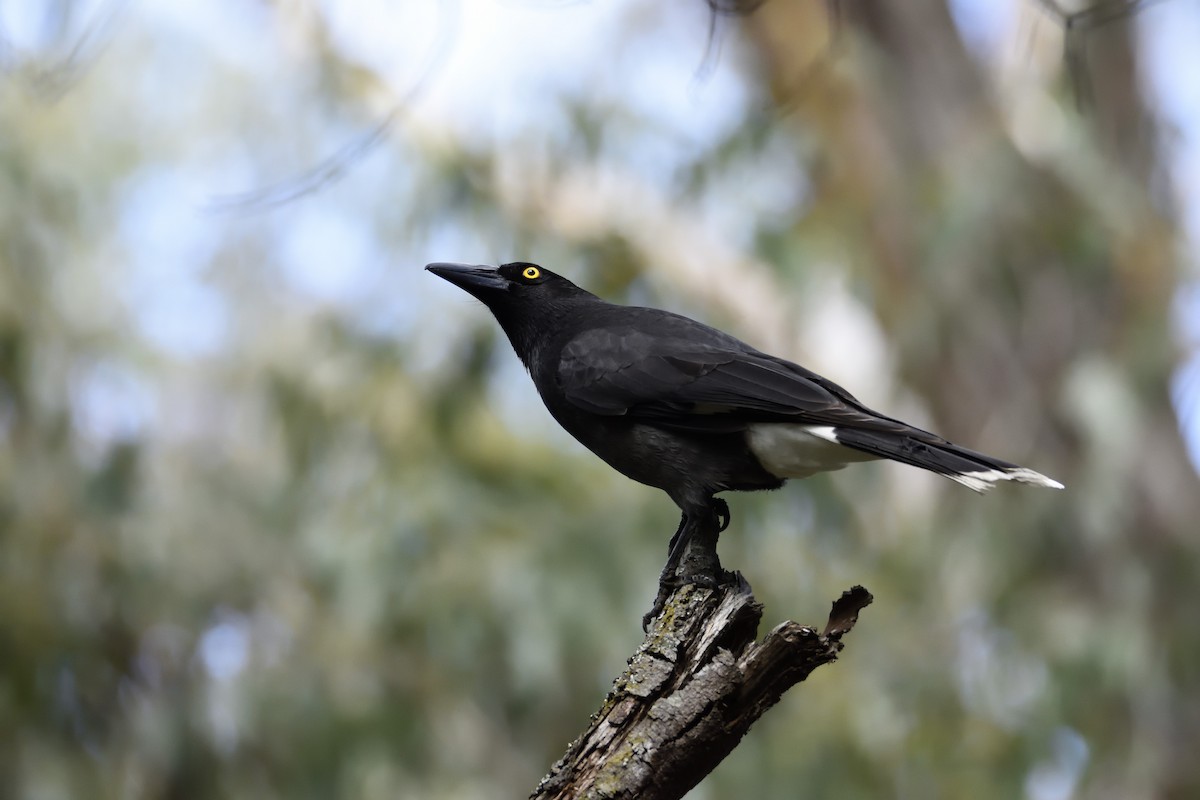 Pied Currawong - ML113361381