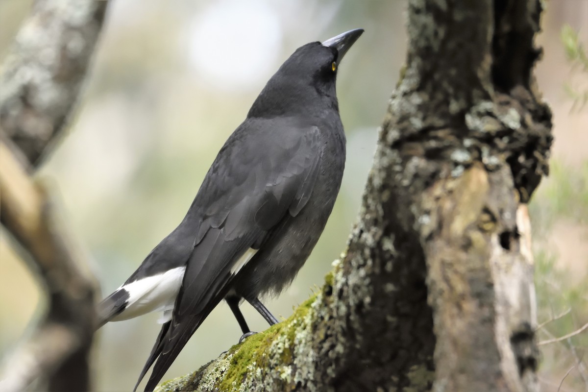 Pied Currawong - ML113361391