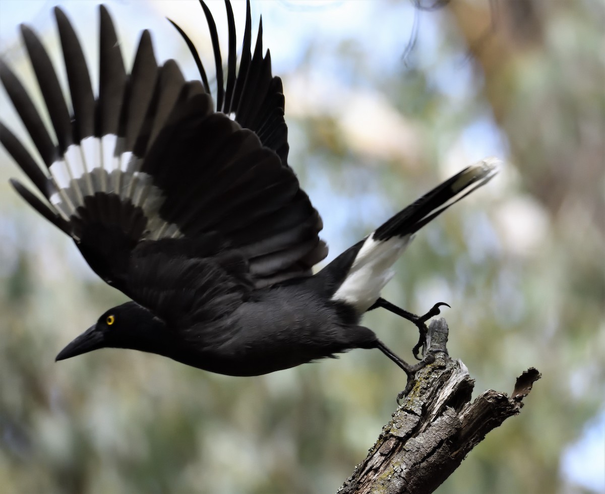 Pied Currawong - ML113361401