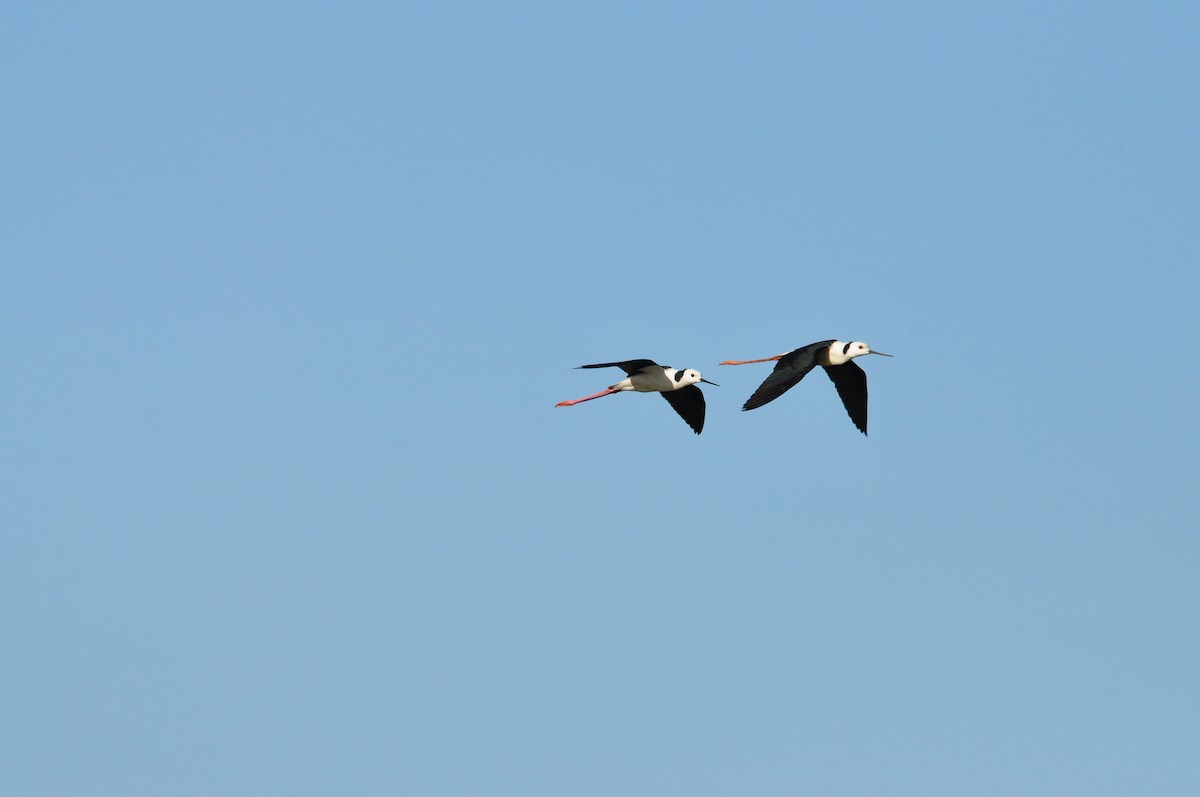 Pied Stilt - Ann Saetnan