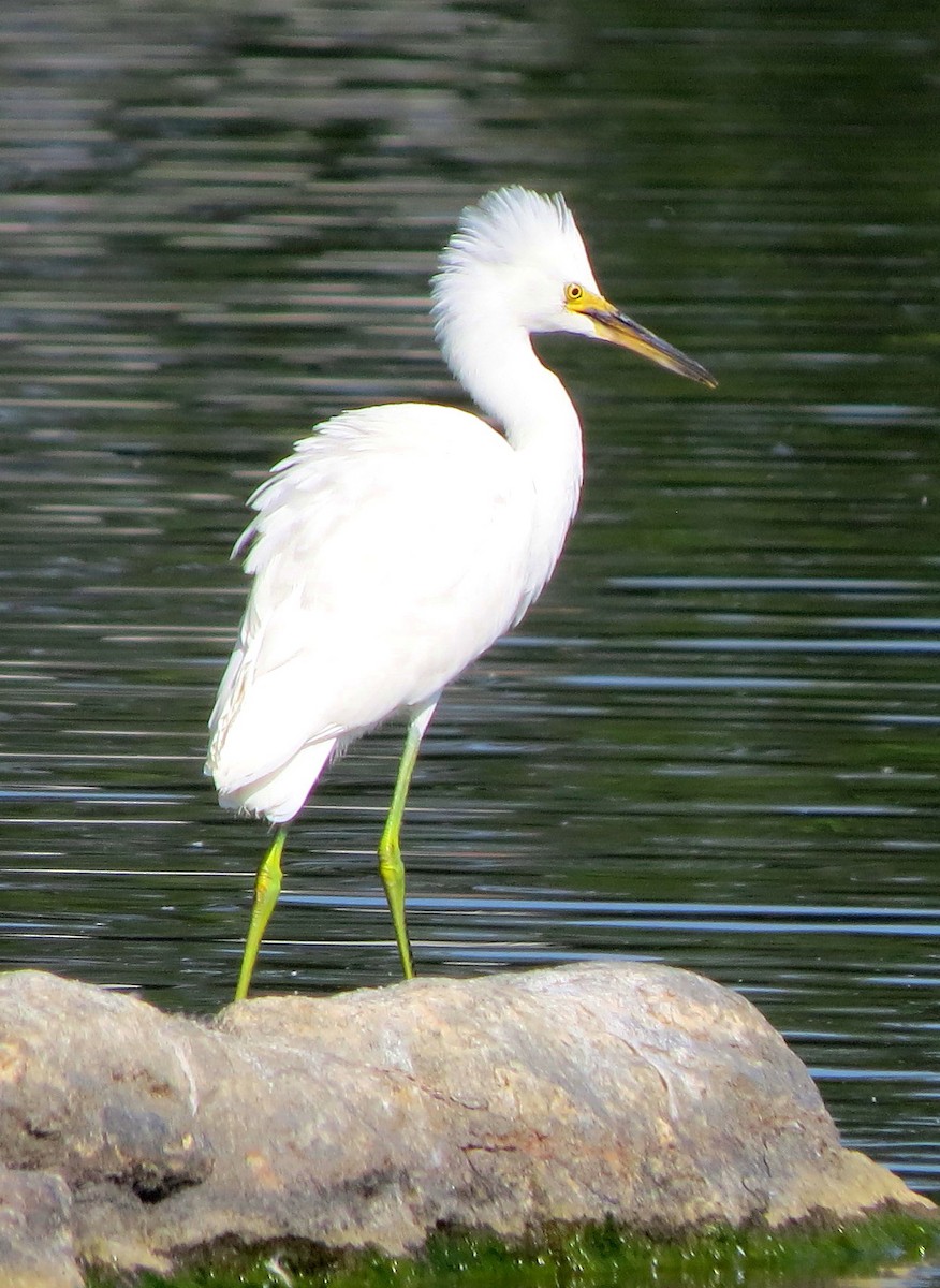 Snowy Egret - Patrick O'Driscoll