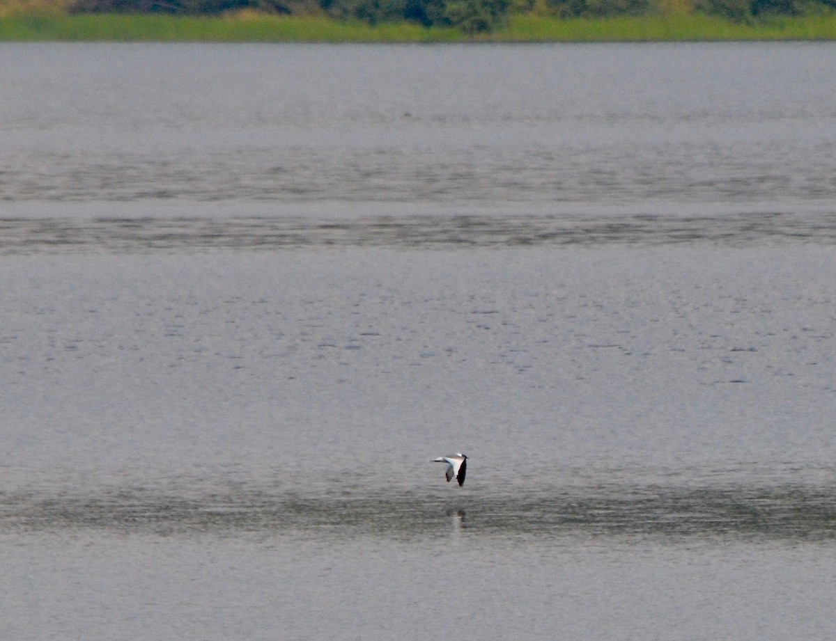 Mouette de Sabine - ML113363831