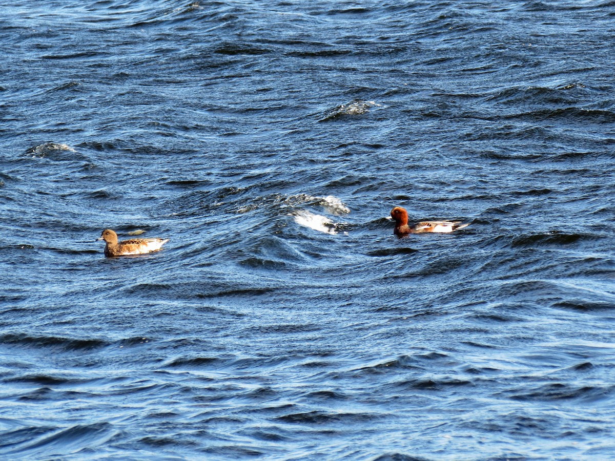 Eurasian Wigeon - ML113363981