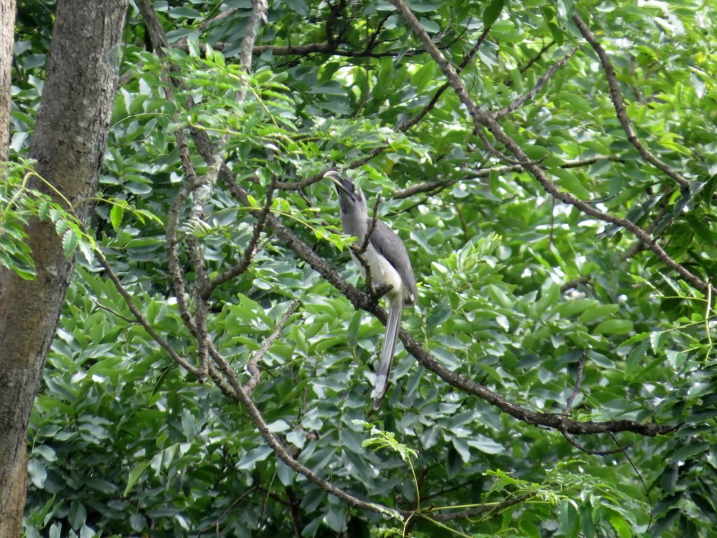 Indian Gray Hornbill - ML113365061
