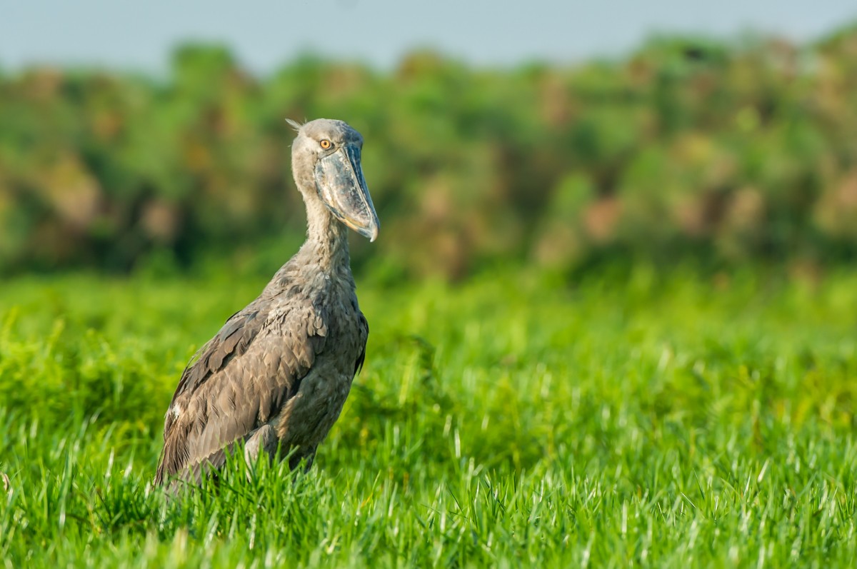 Shoebill - ML113365801