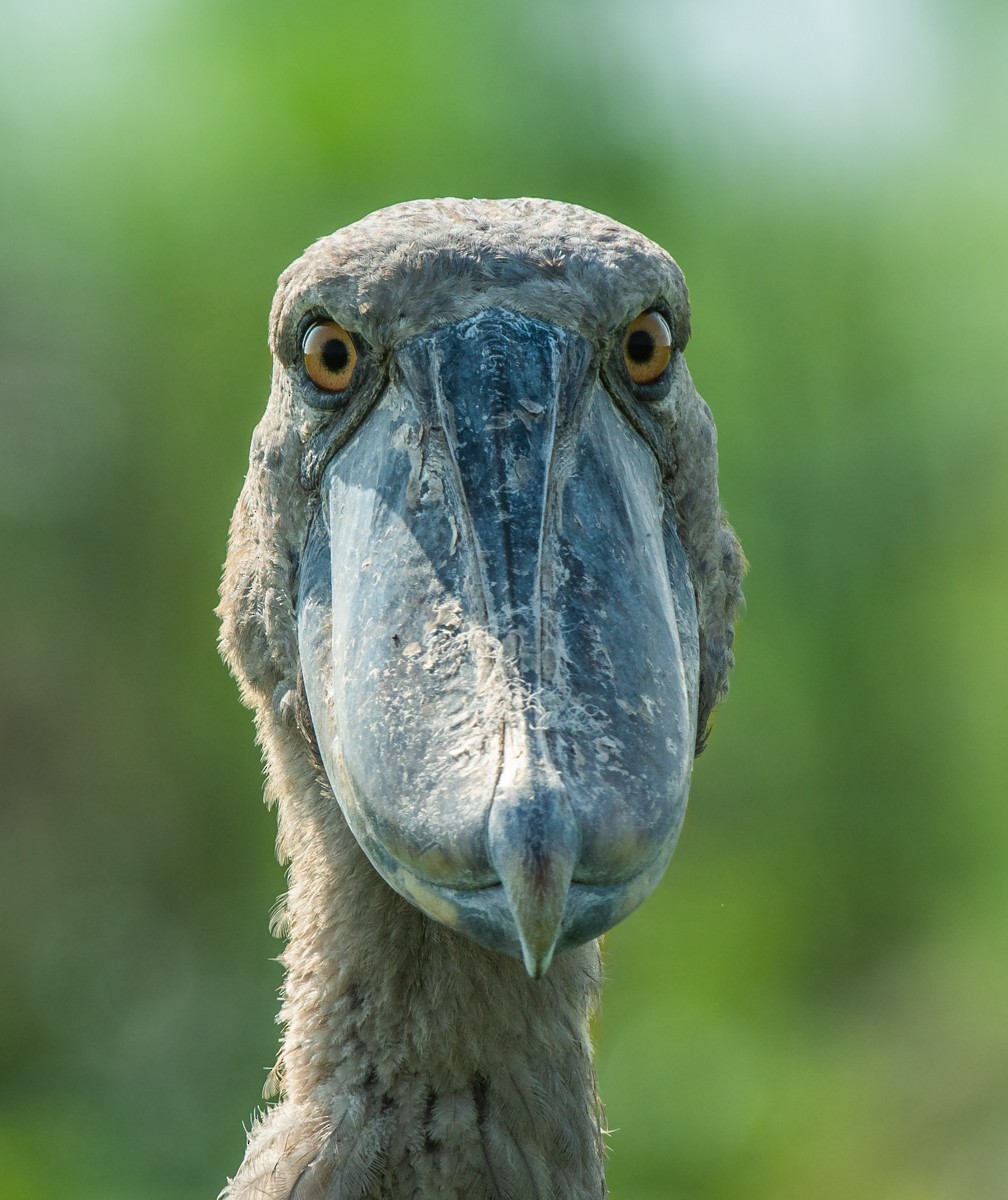 Shoebill - ML113365811