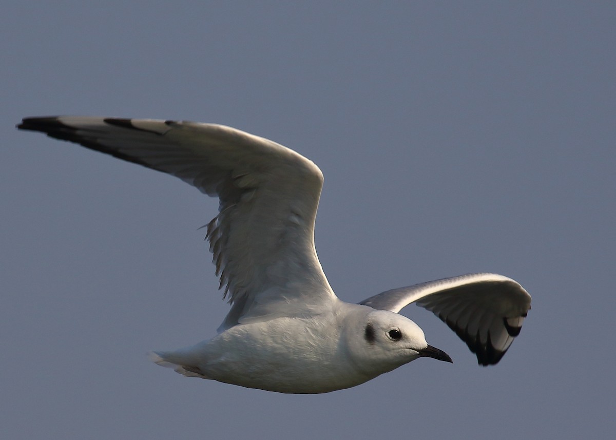 Bonaparte's Gull - Kent Leland