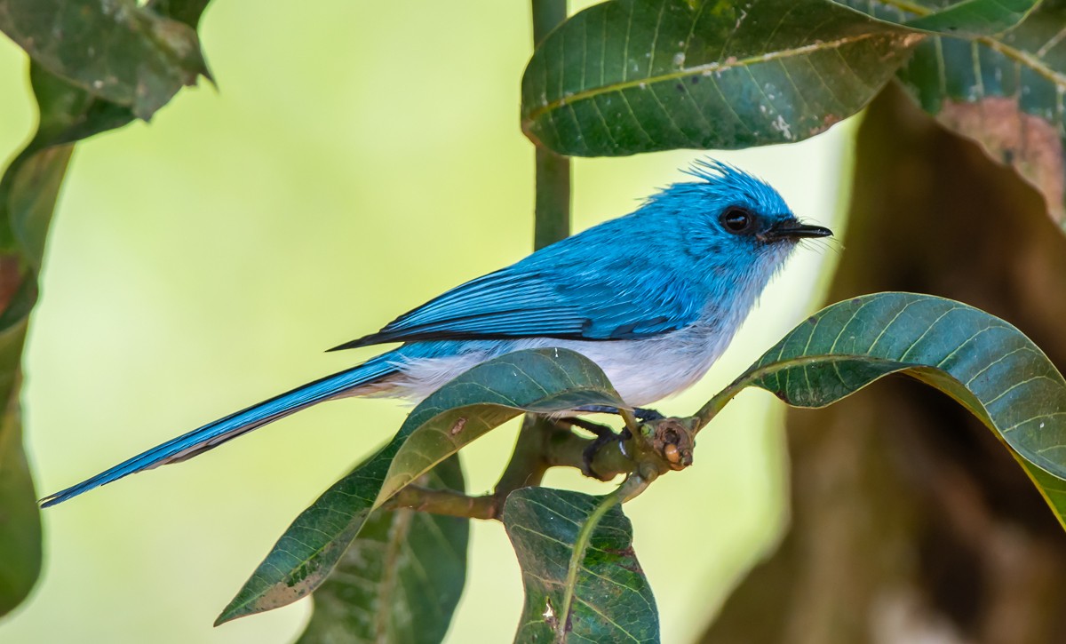 African Blue Flycatcher - ML113366611