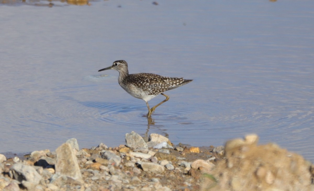 Wood Sandpiper - ML113367971