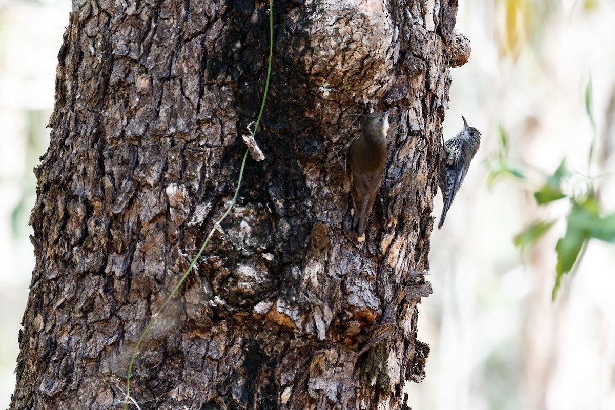 White-throated Treecreeper - Malcolm Graham