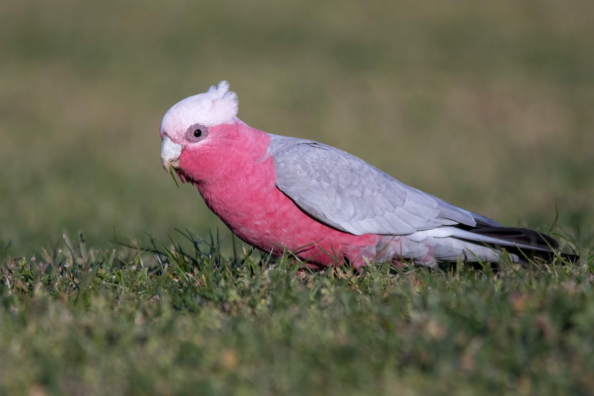 Galah - ML113371511