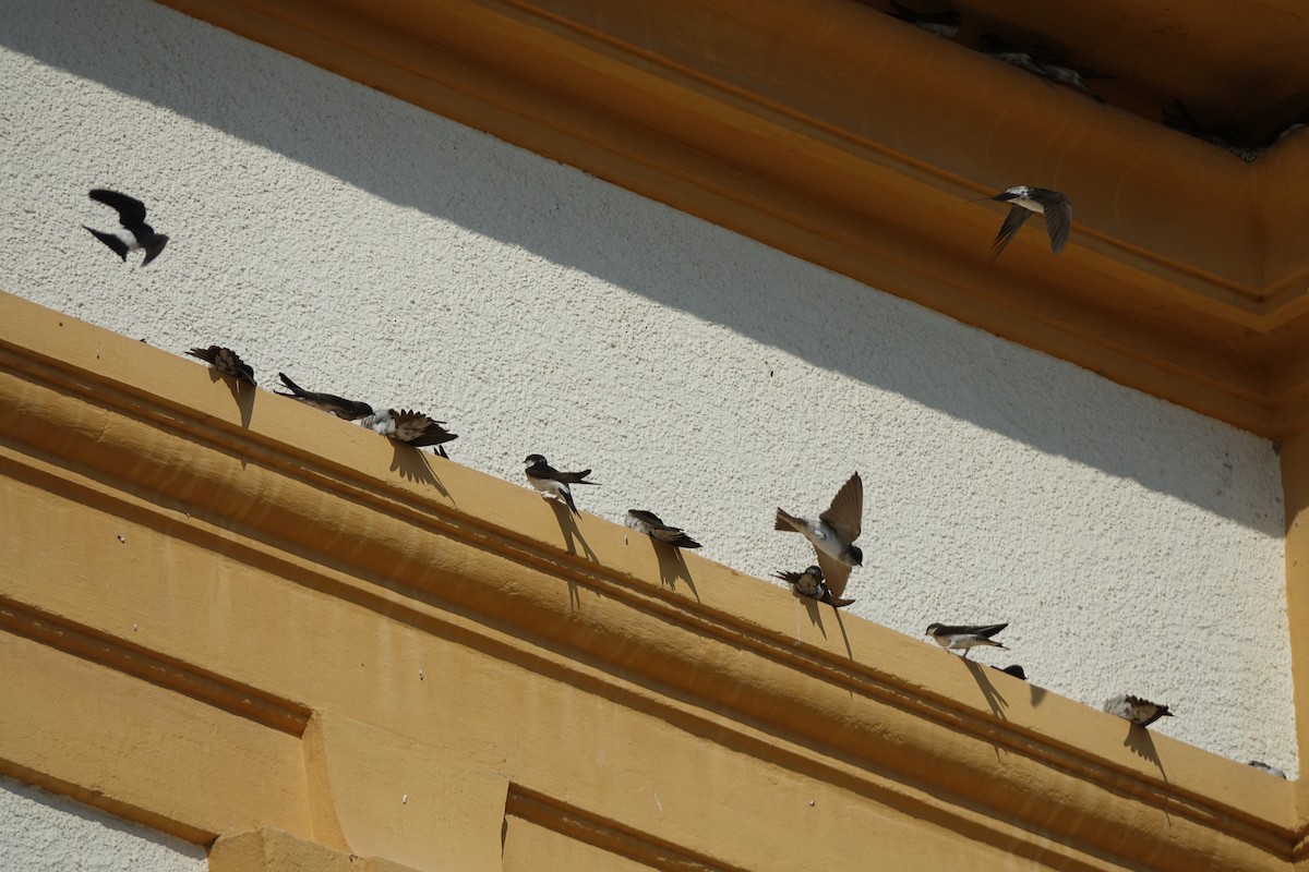 Хүрээний хараацай - ML113374781