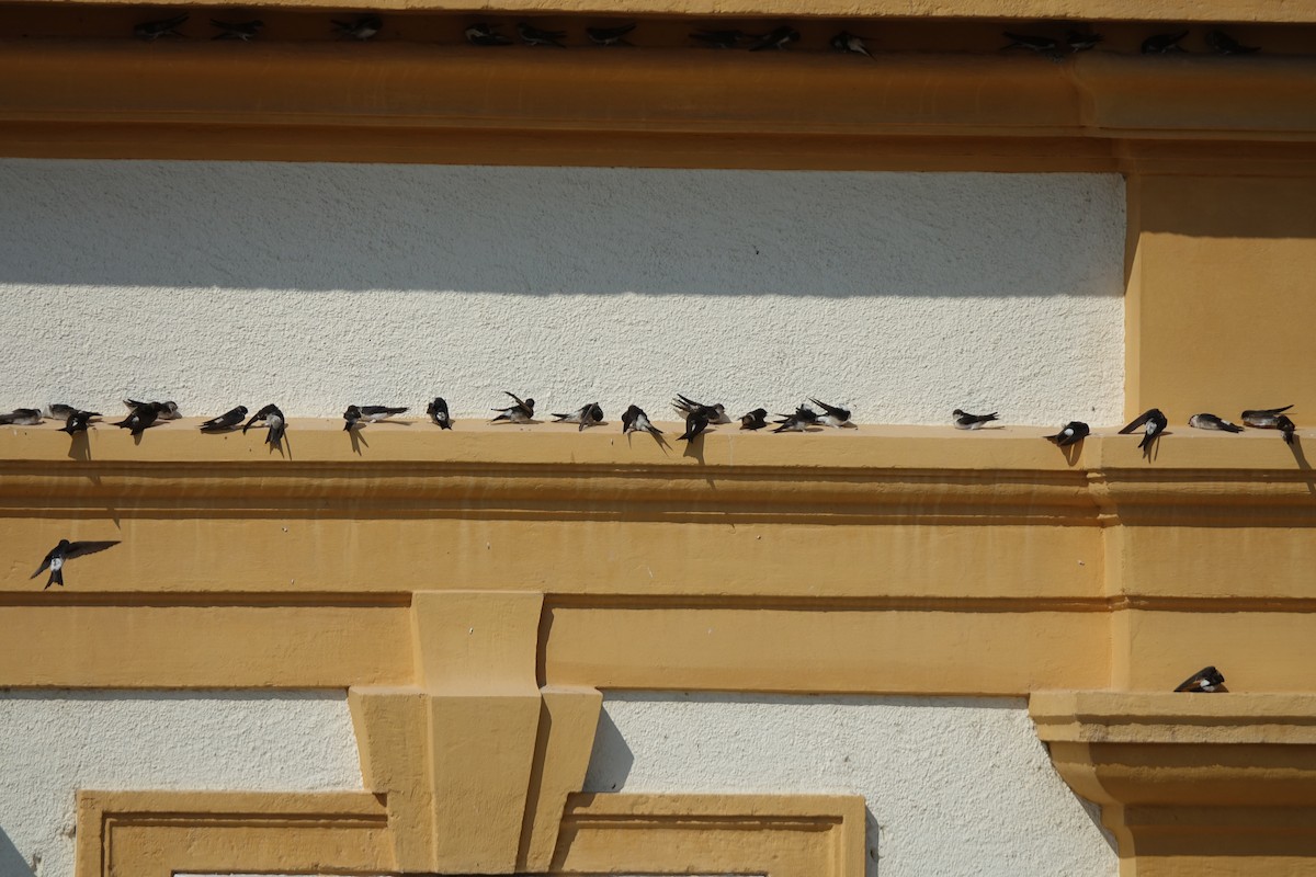 Хүрээний хараацай - ML113374821